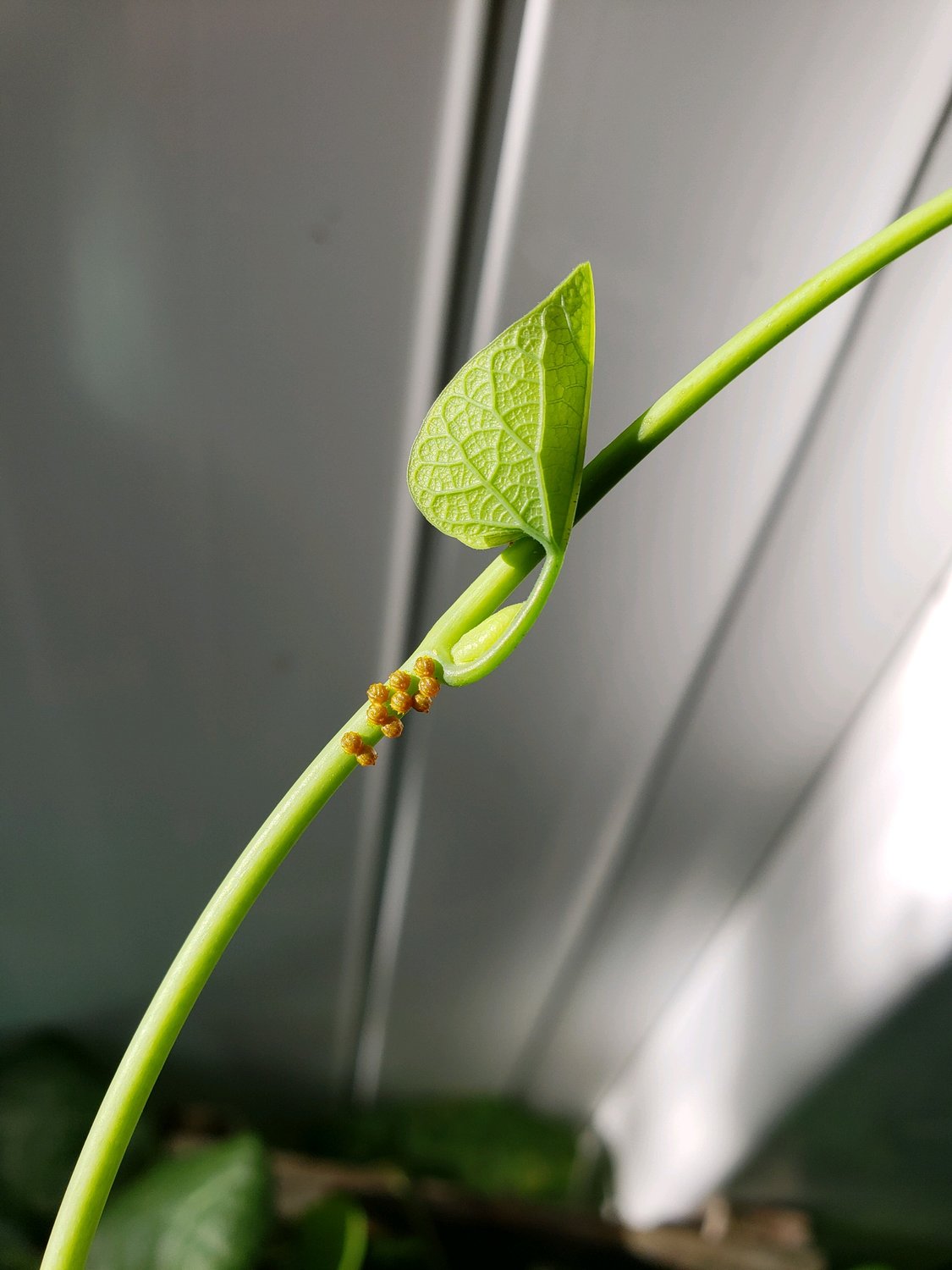 Polydamas swallowtail egg