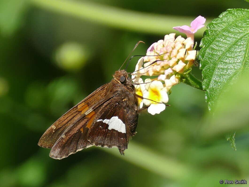 Silver Spotted Skipper by R Smith