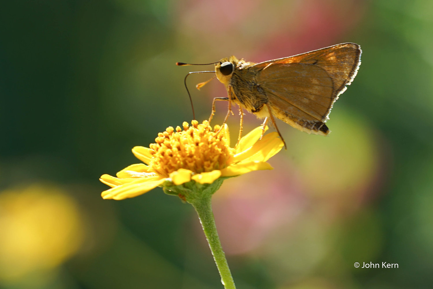 Southern Broken Dash Skipper by J Kern