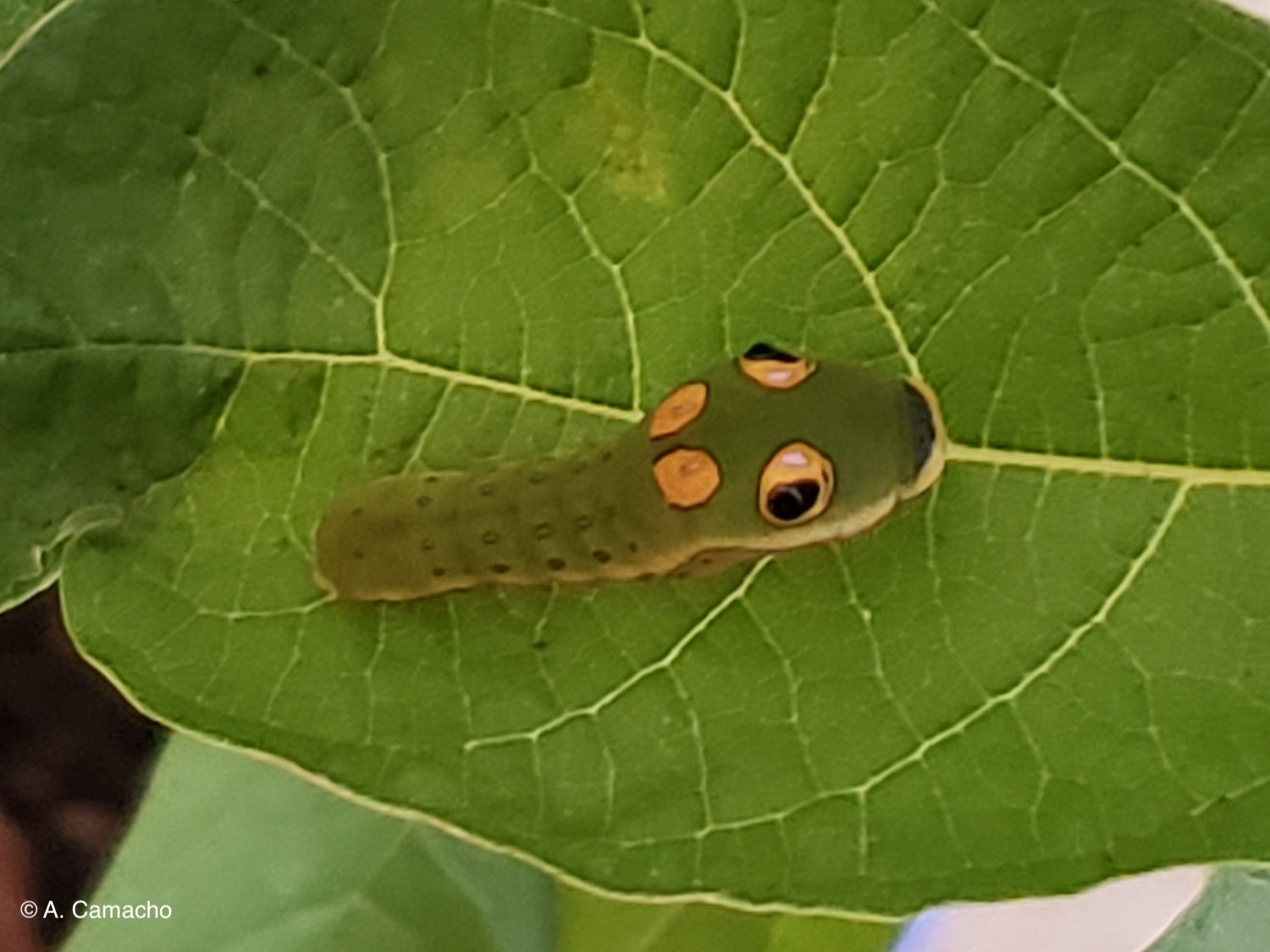 Spicebush Swallowtail Caterpillar by Anita Camacho