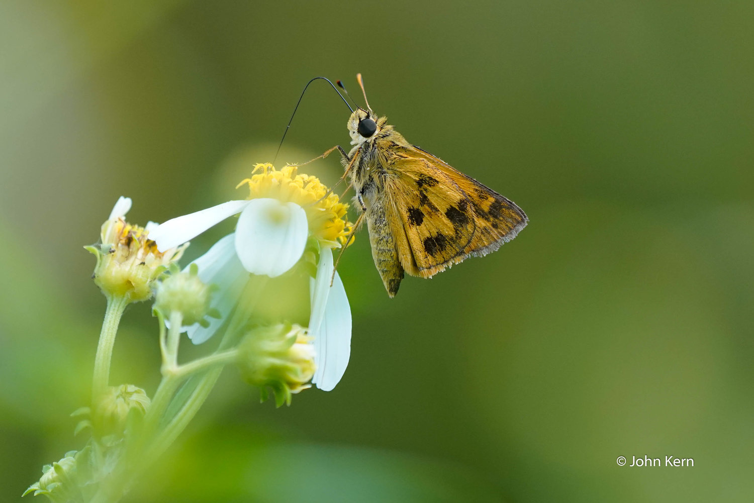 Whirlabout Skipper by J Kern