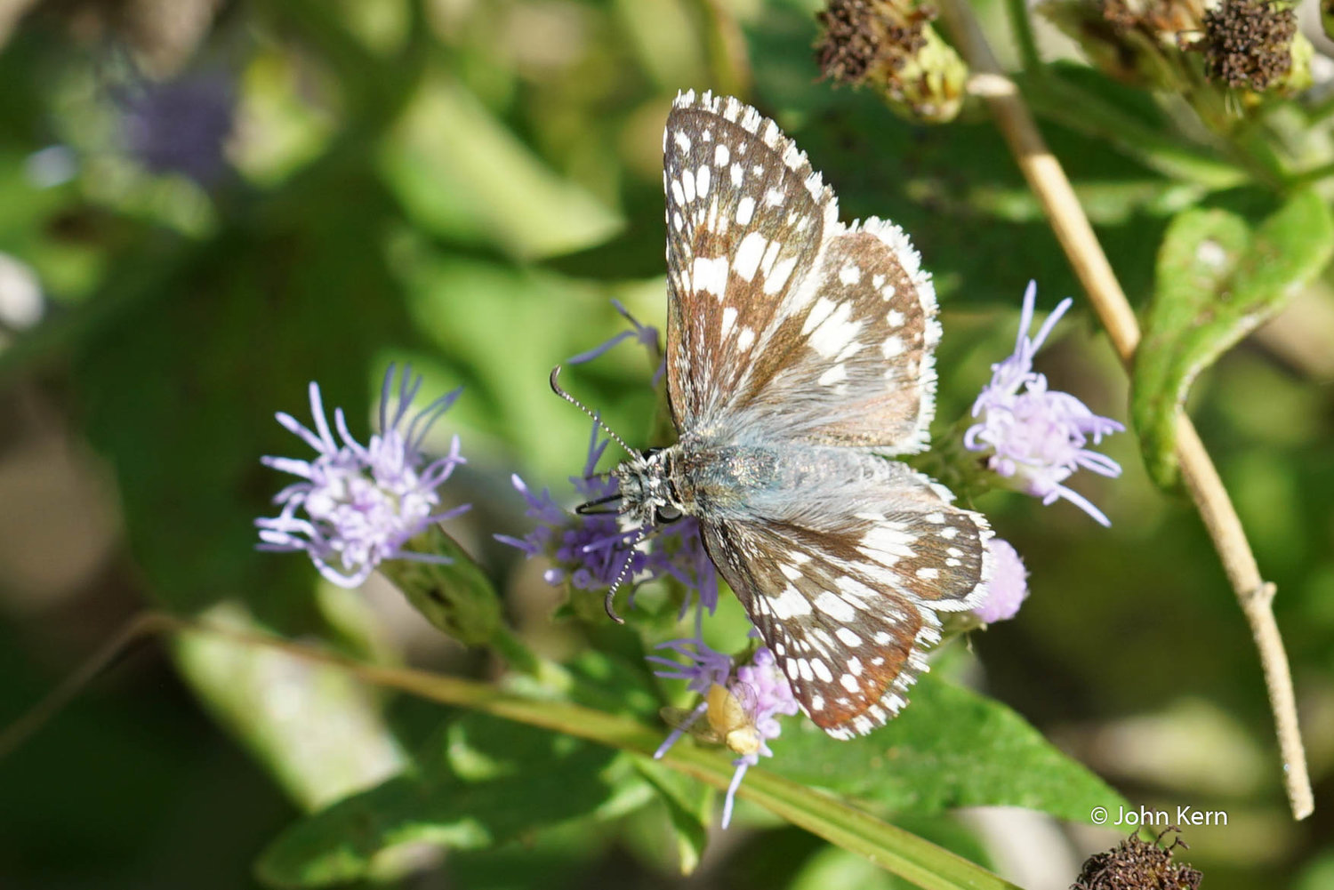 White Checkered Skipper by J Kern