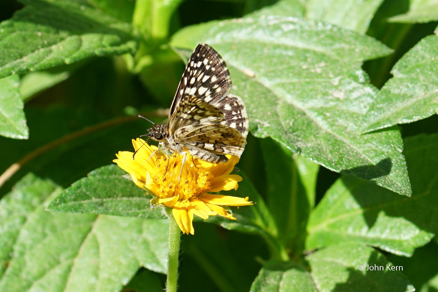 White Checkered Skipper by J Kern