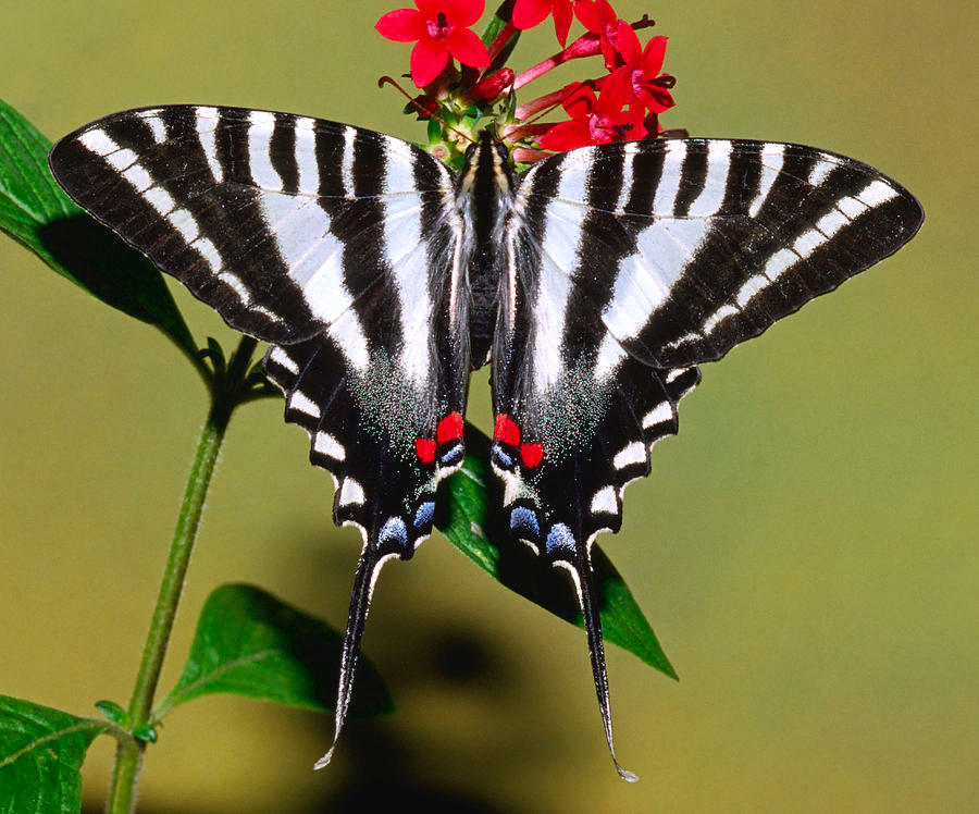 Zebra Swallowtail Zebra Swallowtail
