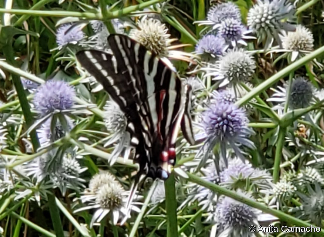 Zebra Swallowtail by Anita Camacho