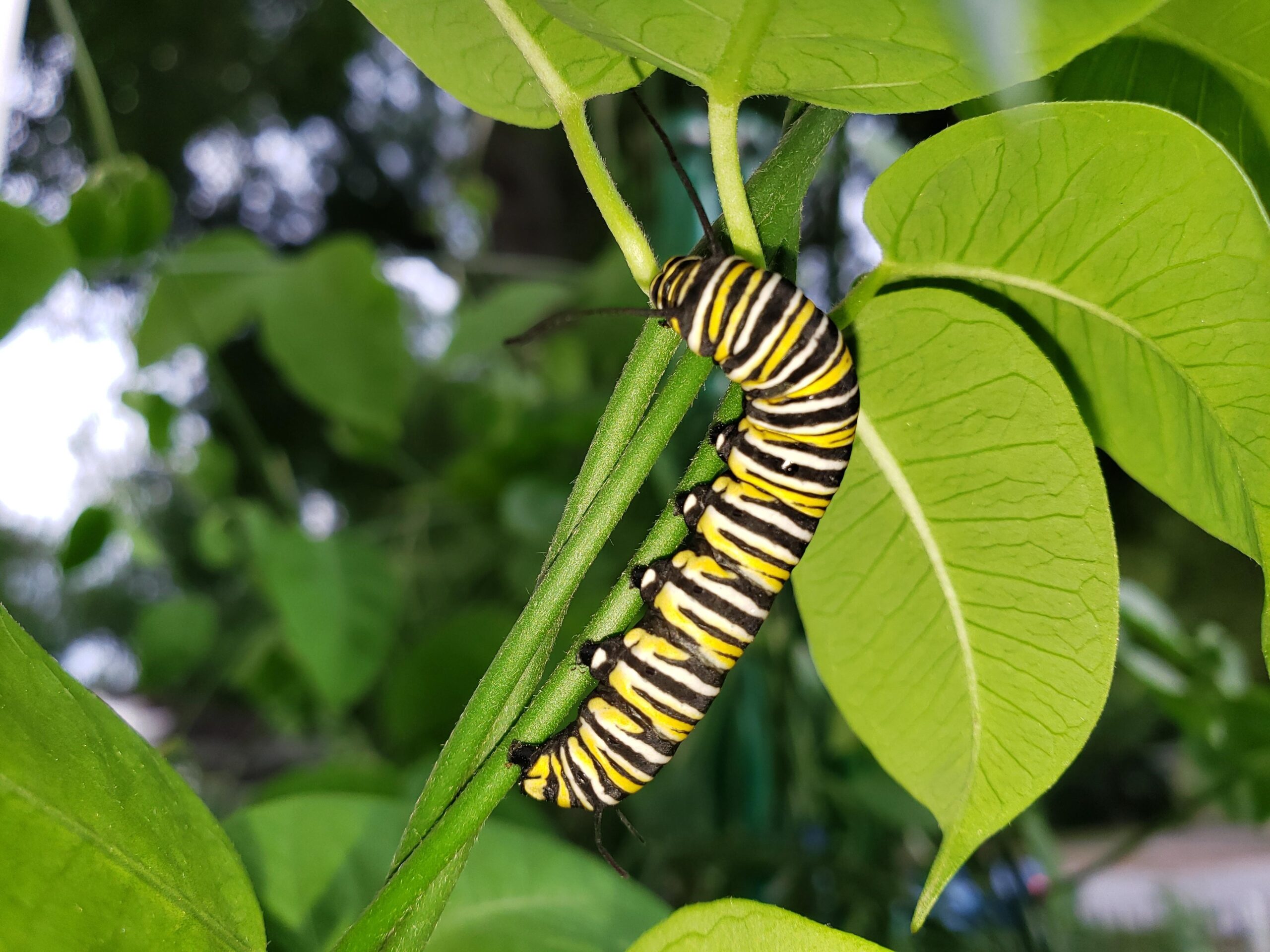 Monarch Caterpillar