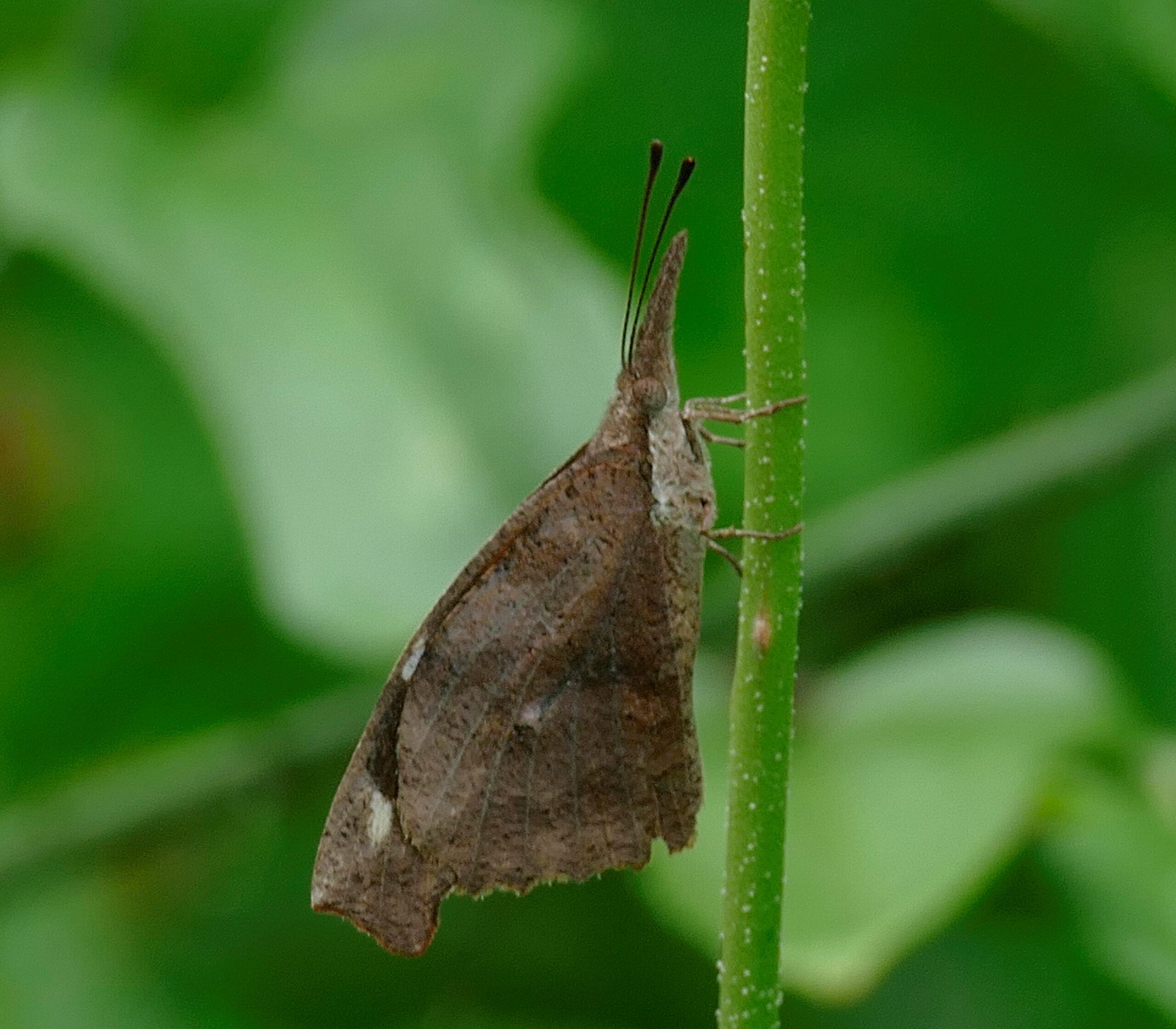 American Snout by R. Smith