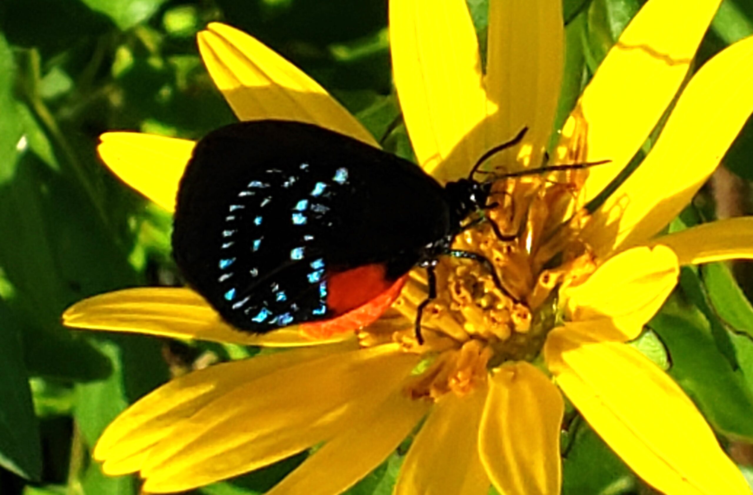 Atala