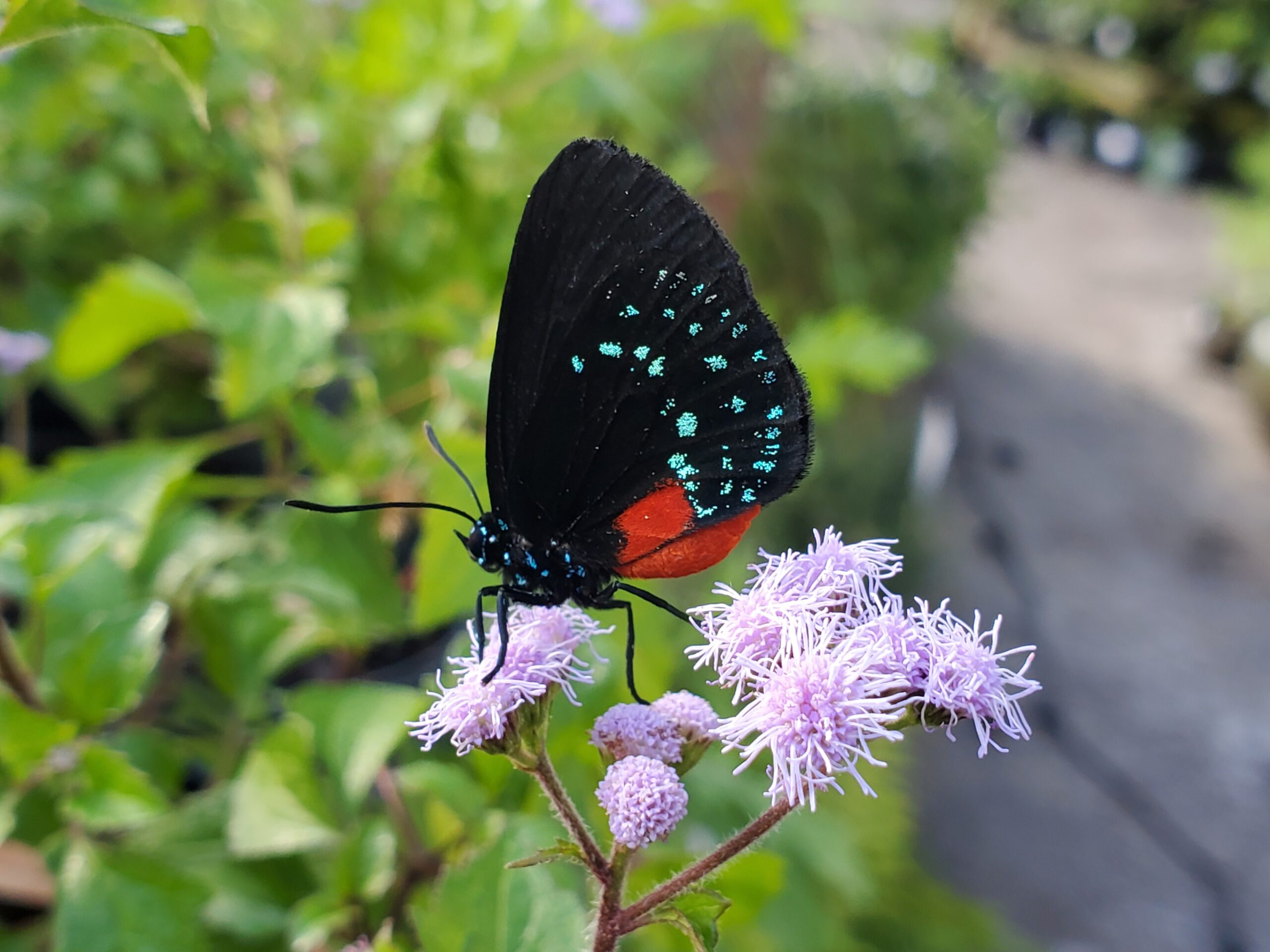 Atala