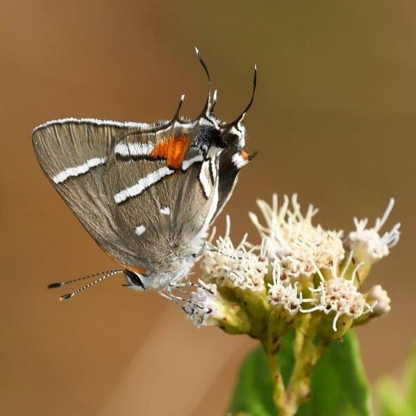 Bartram's Scrub-Hairstreak by Mike Reese