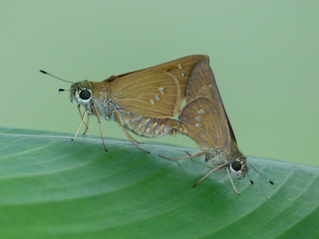 Brazilian Skipper by R Smith