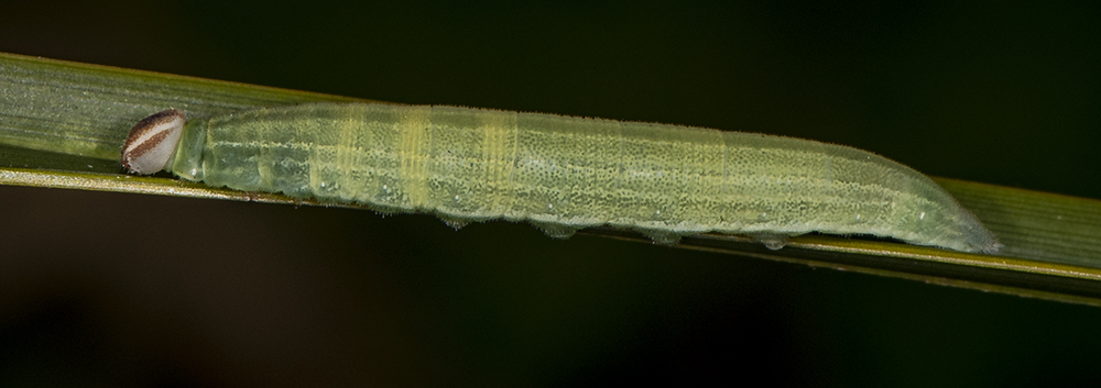 Brazilian Caterpillar by J Lampkin