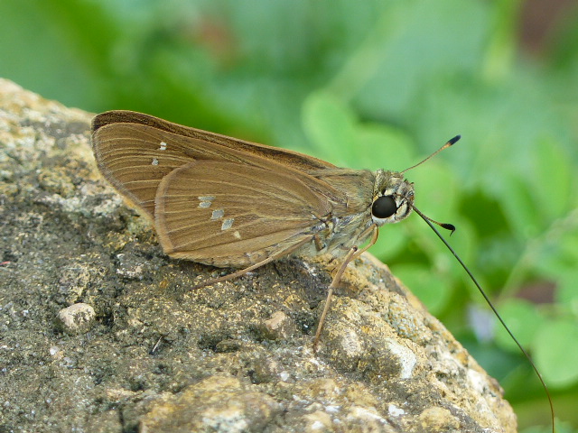 Brazilian Skipper by R Smith