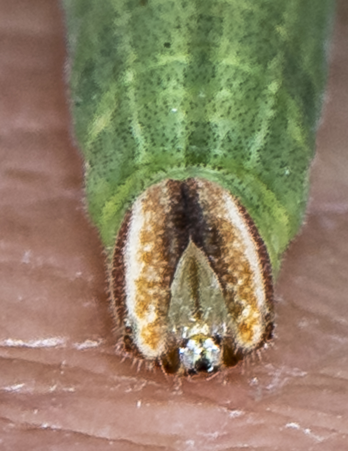 Brazillian Skipper Caterpillar by J Lampkin