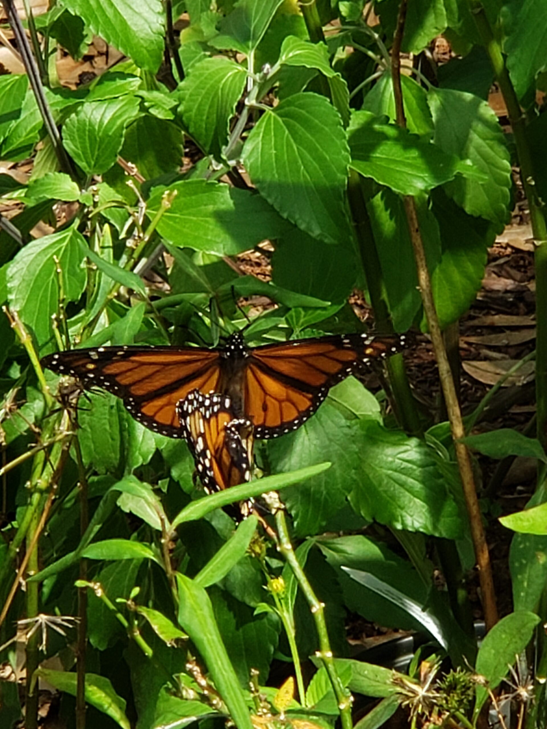Busy Monarchs