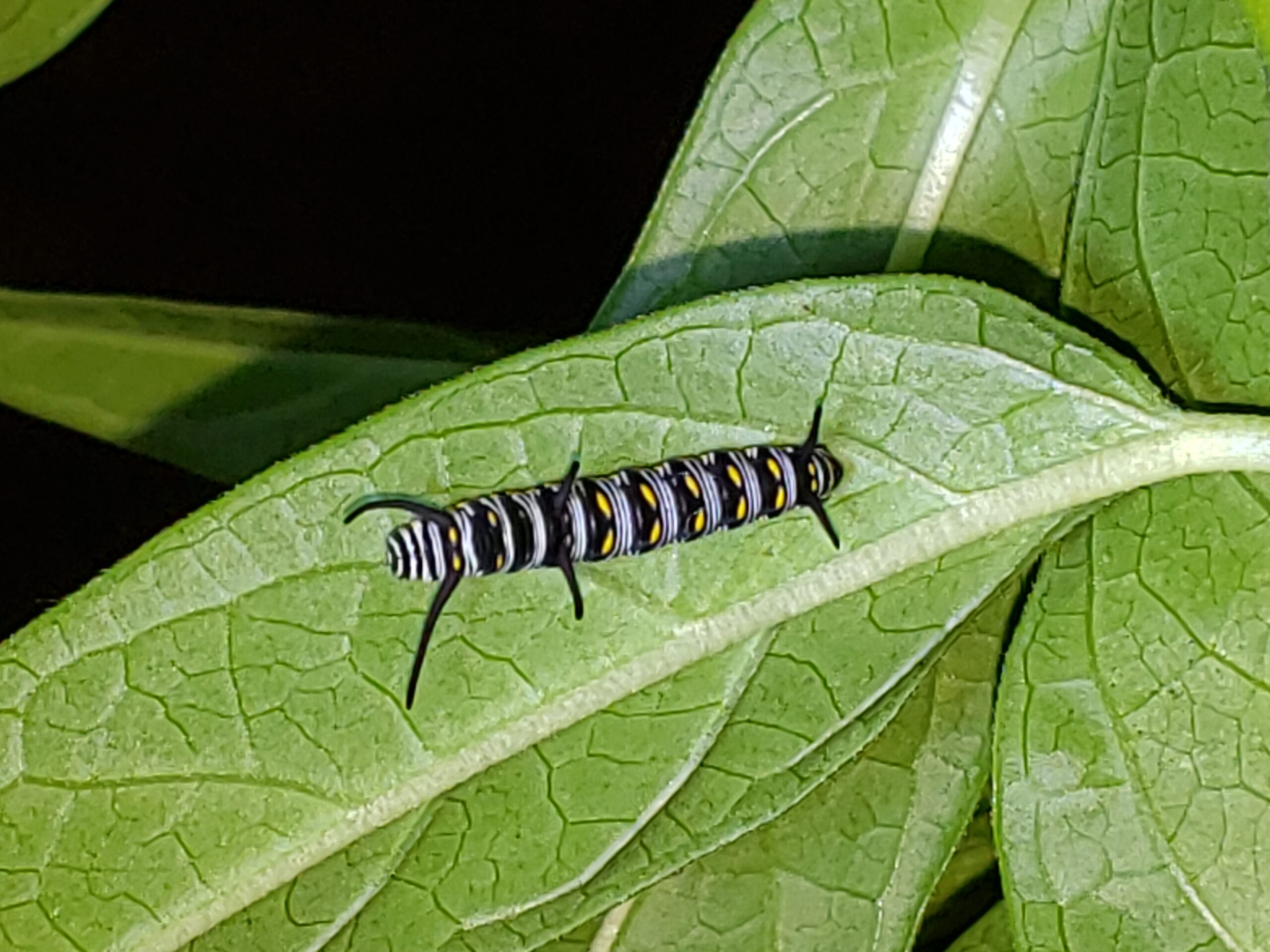 Queen Caterpillar