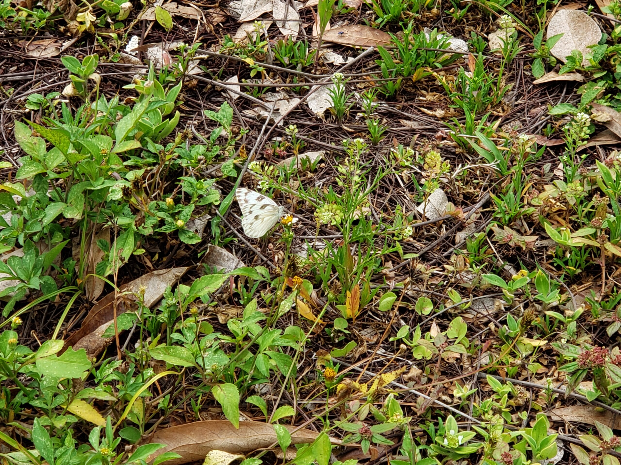 Checkered White