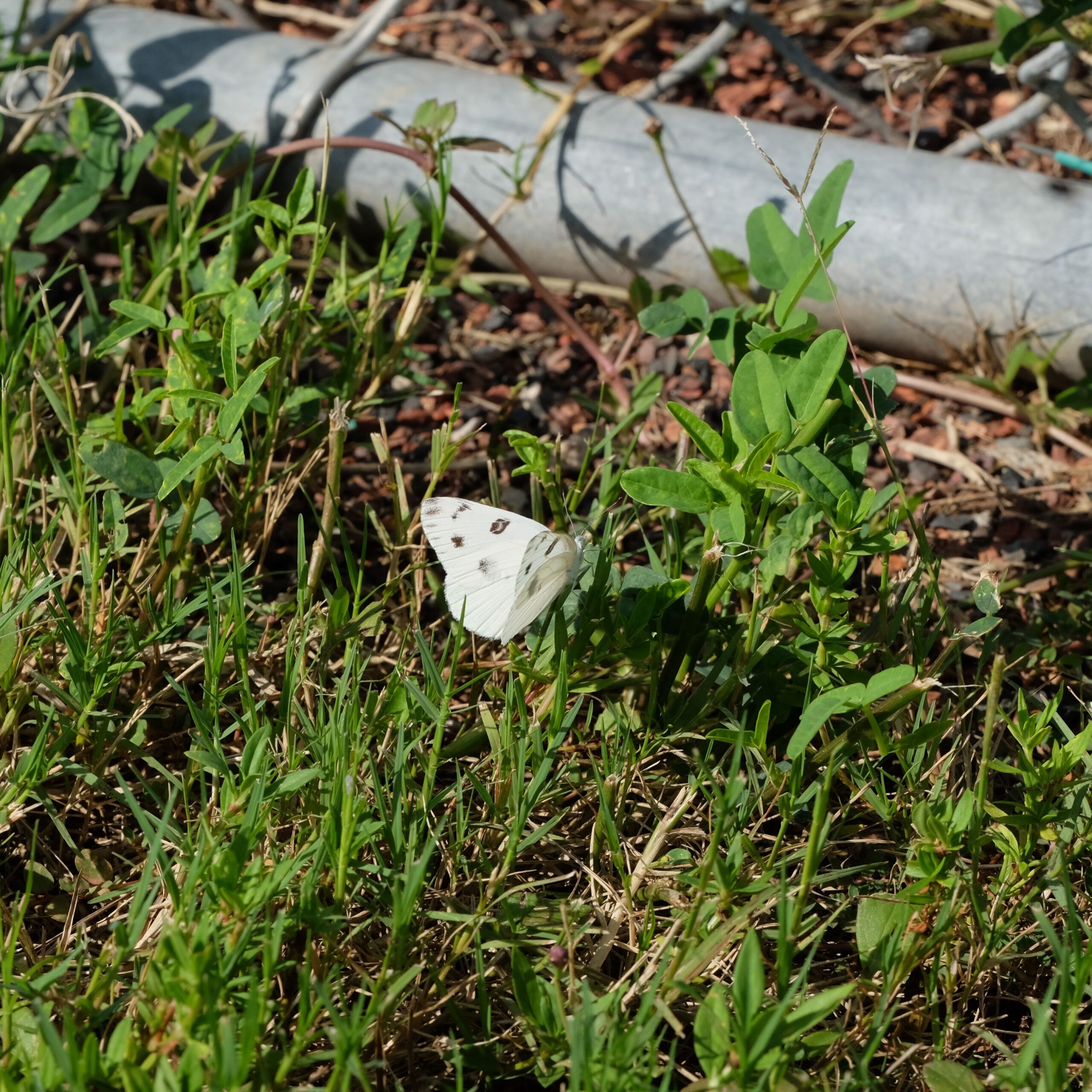 Checkered White by J. Smith