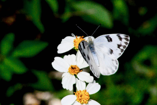 Checkered white