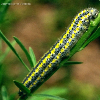 Checkered White Caterpillar by UF