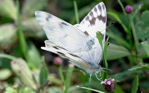 Checkered white