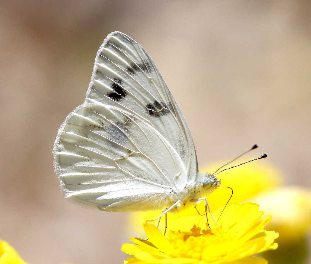 Checkered White
