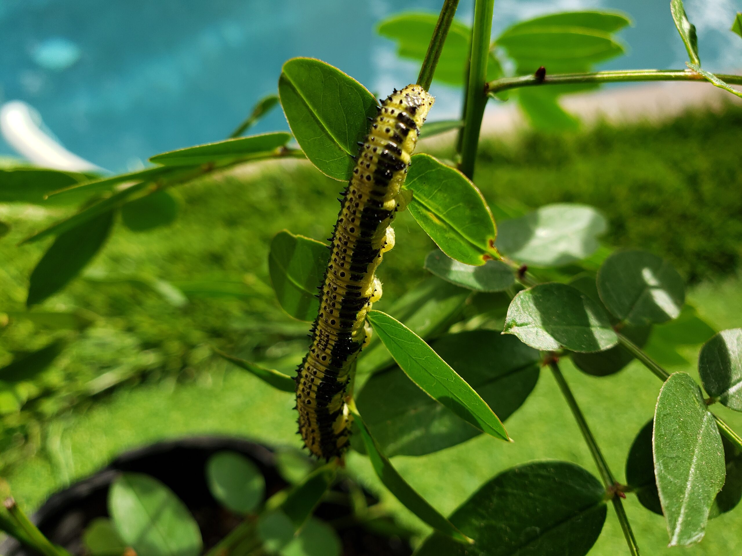 Cloudless sulphur Caterpillars by A Camacho