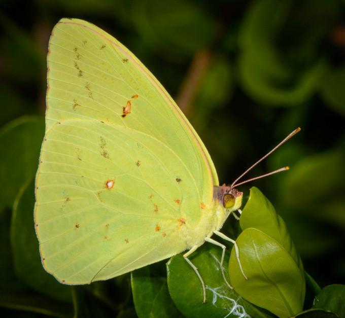 Cloudless sulphur by J Lampkin