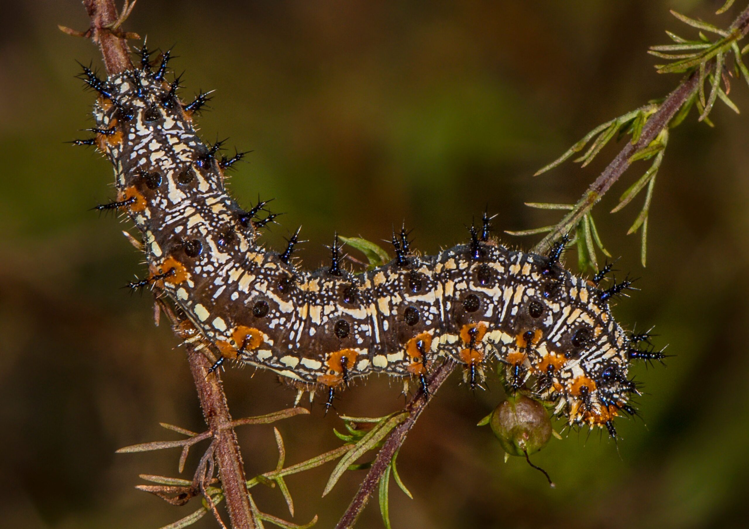 Common Buckeye Caterpillar by J Lampkin