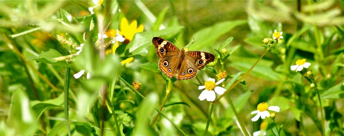 Common Buckeye
