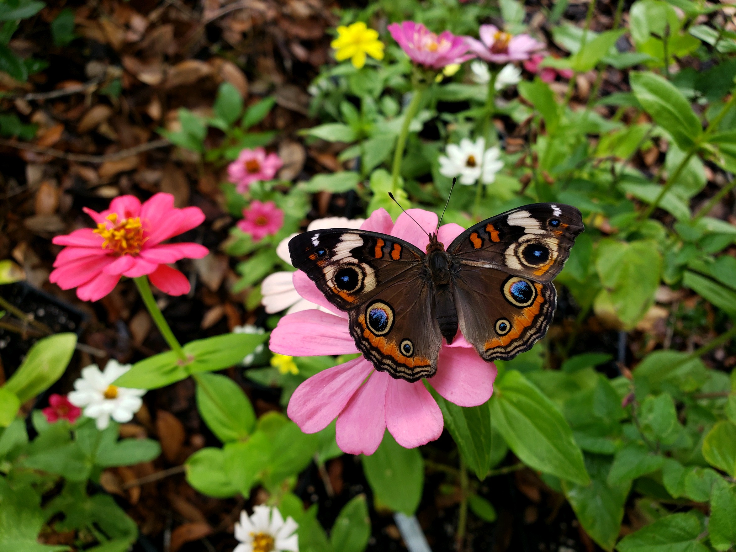 Common Buckeye