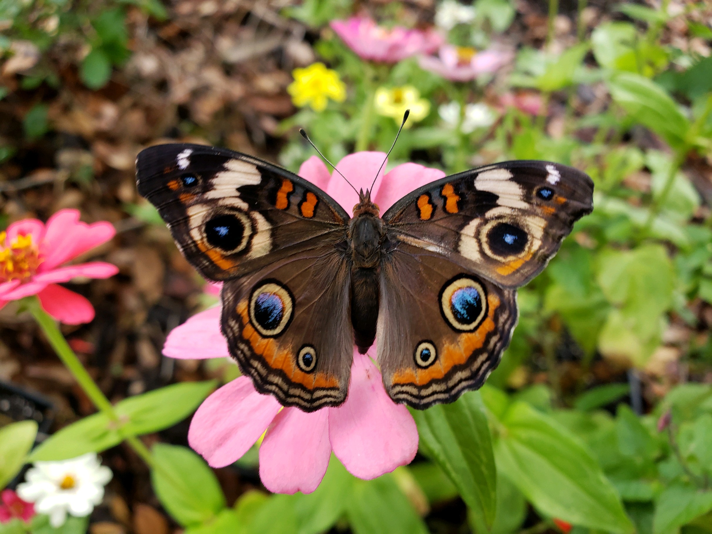 Common Buckeye