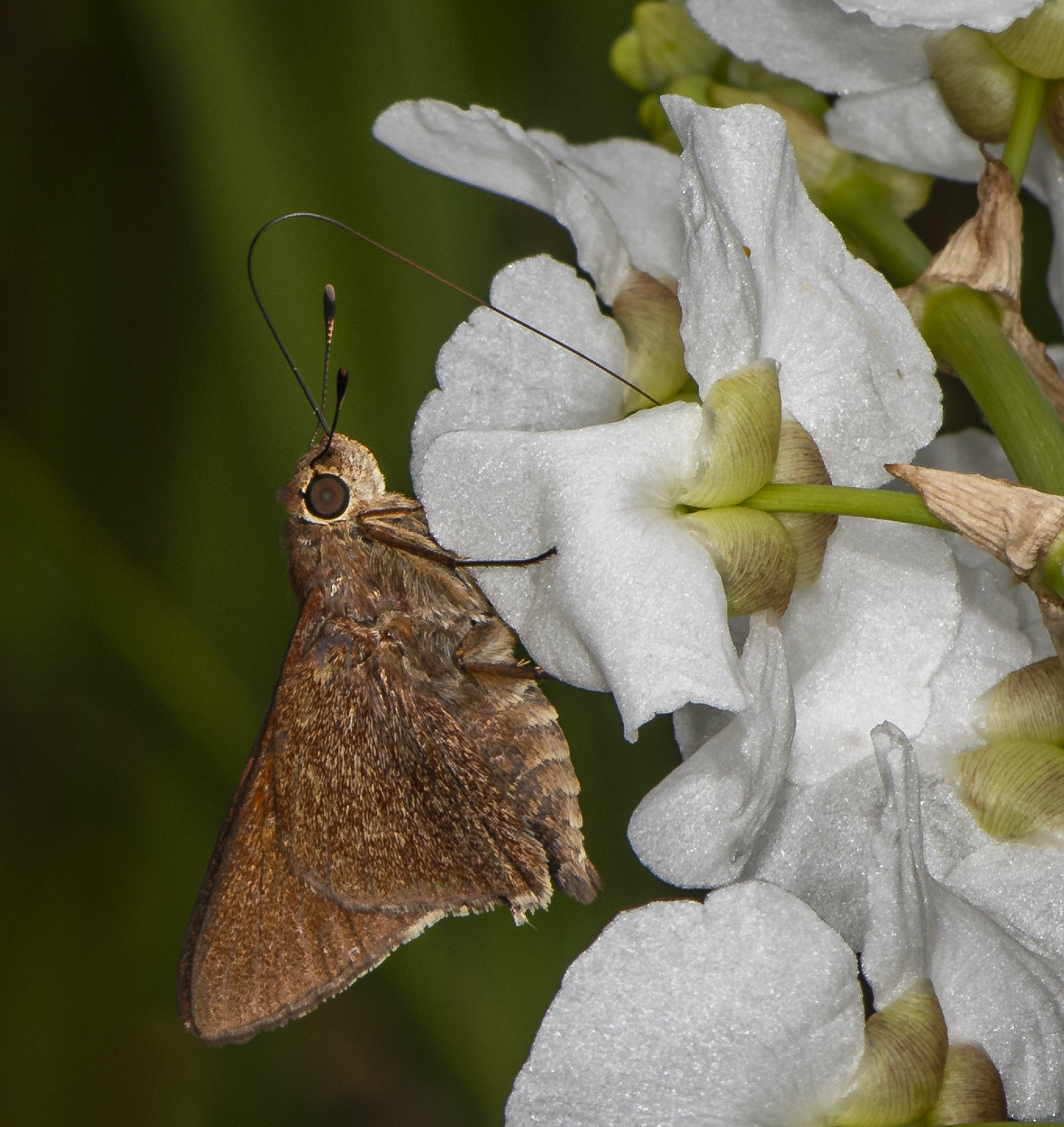 Monk Skipper by J. Lampkin