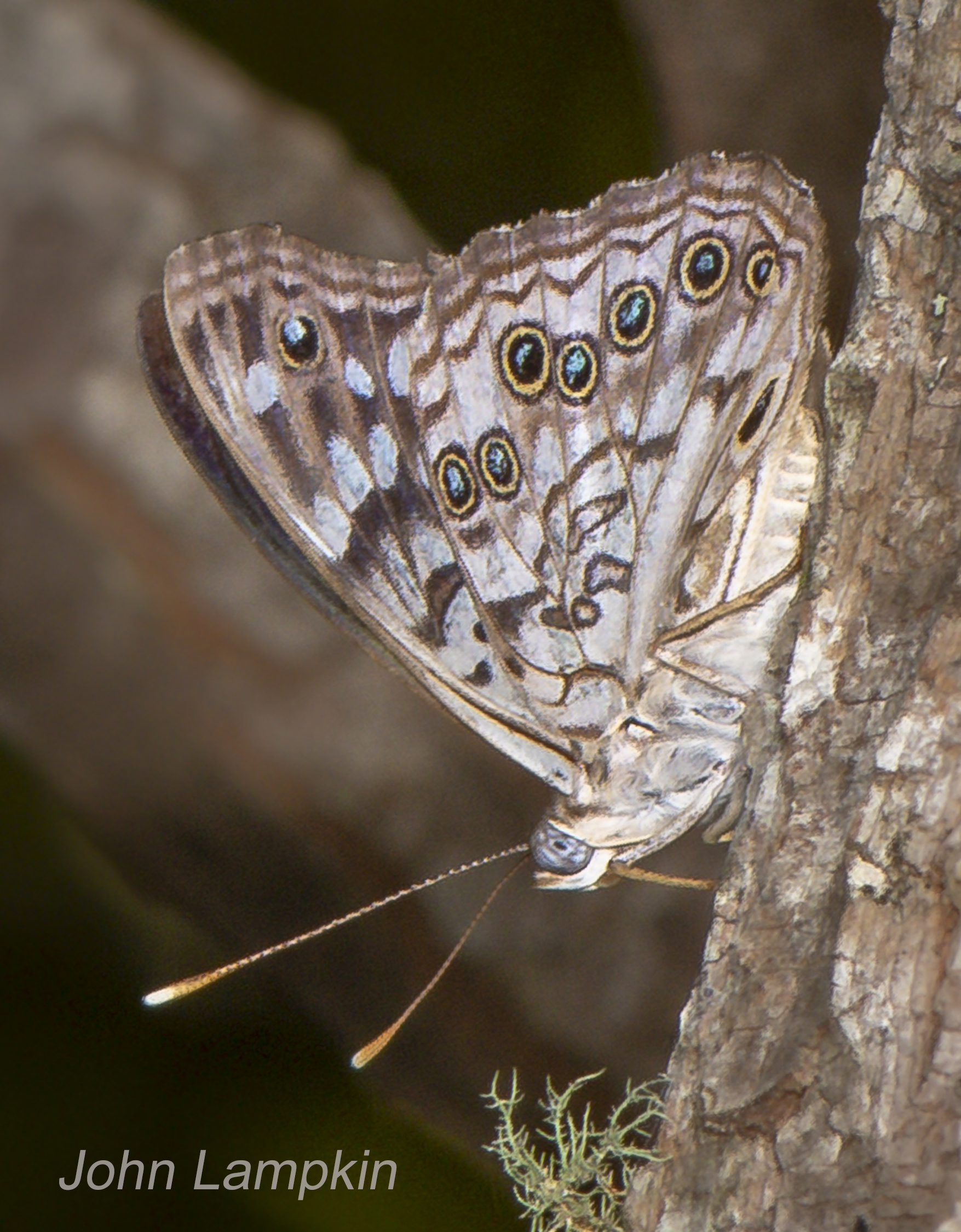 Hackberry Emperor by J. Lampkin