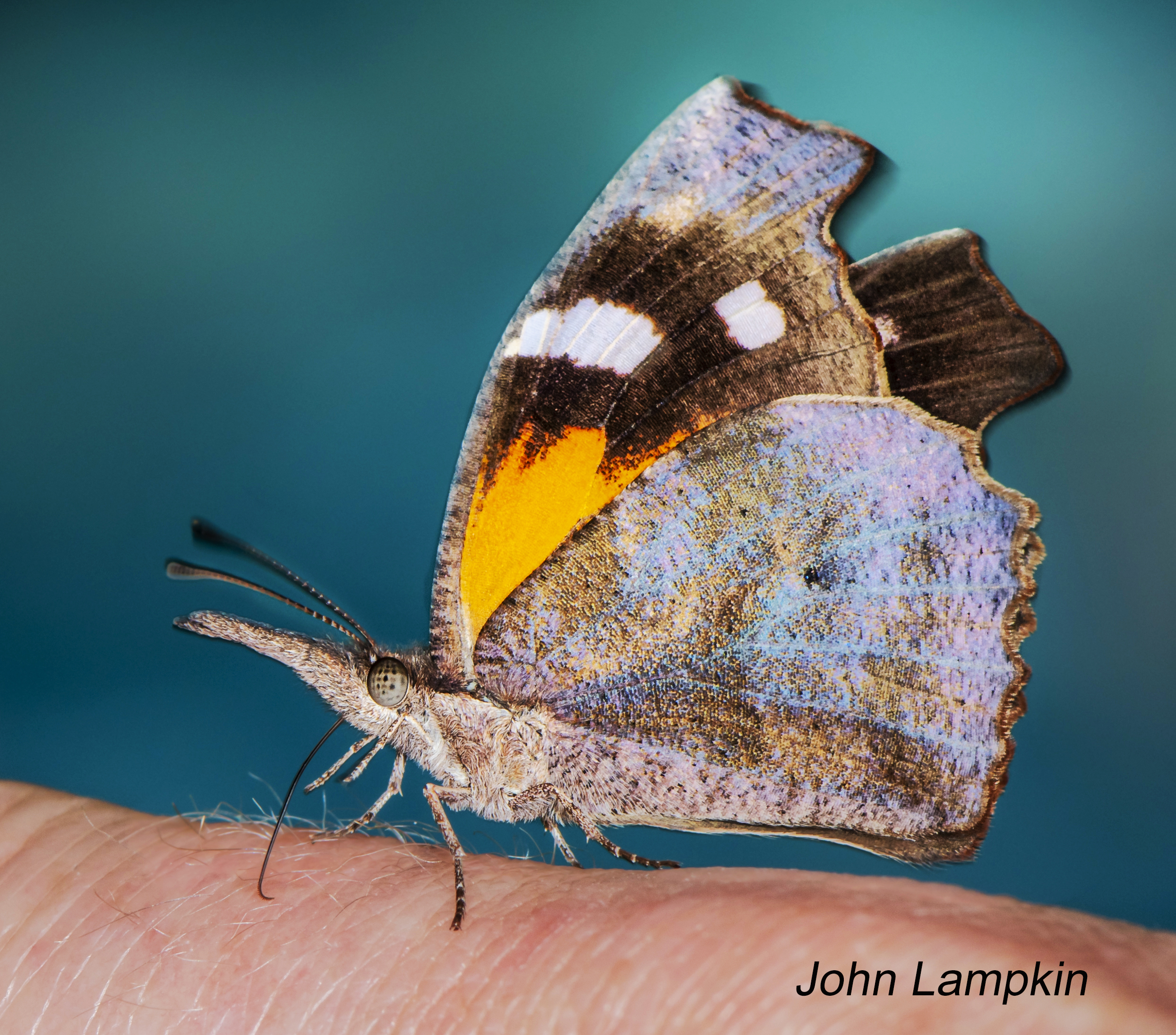 American Snout by J. Lampkin