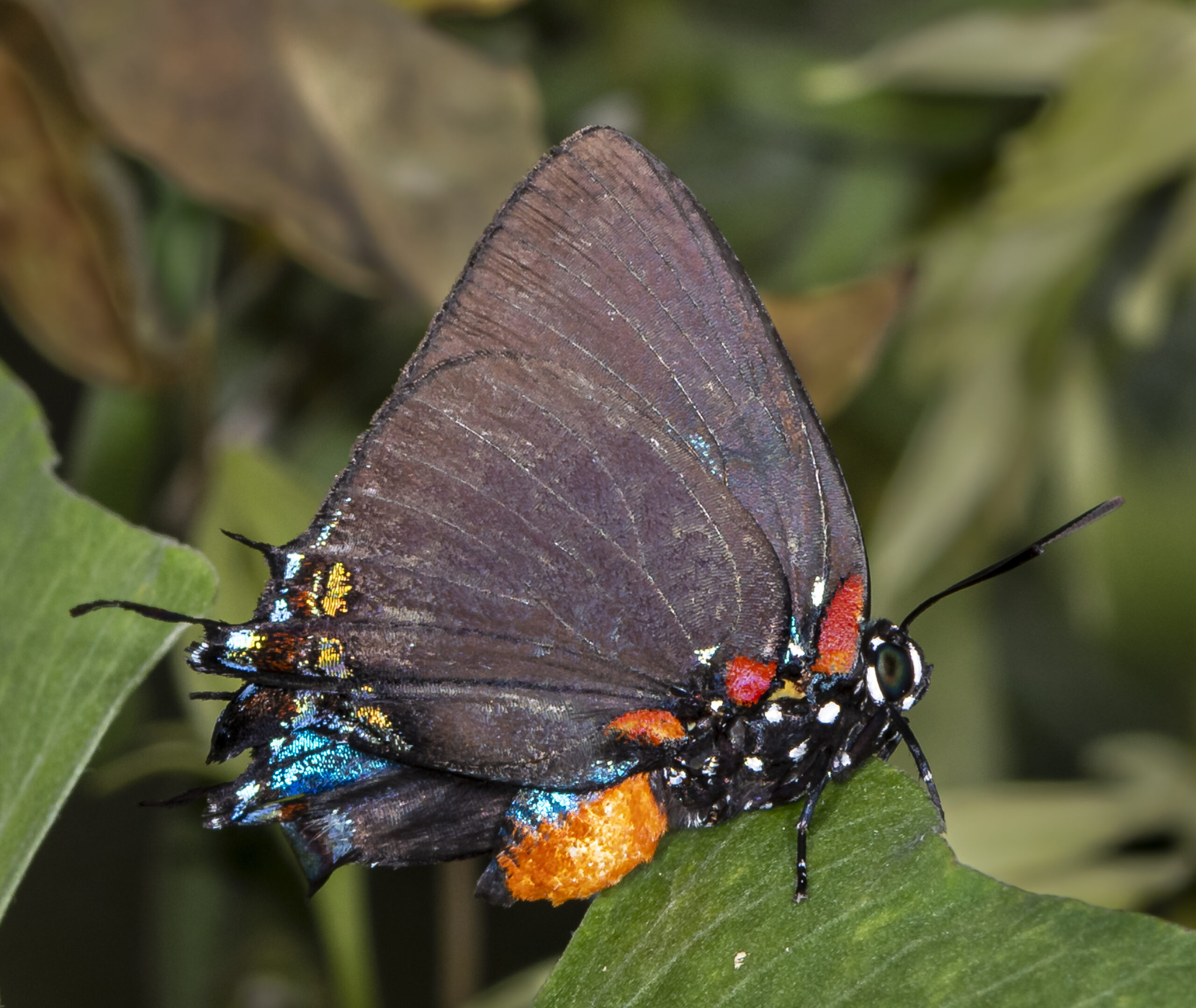 Great Purple Hairstreak by J. Lampkin
