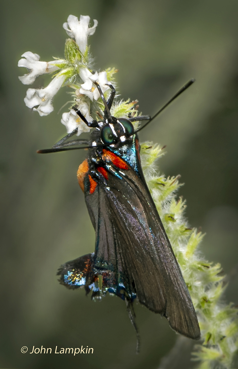 Great Purple Hairstreak by J. Lampkin