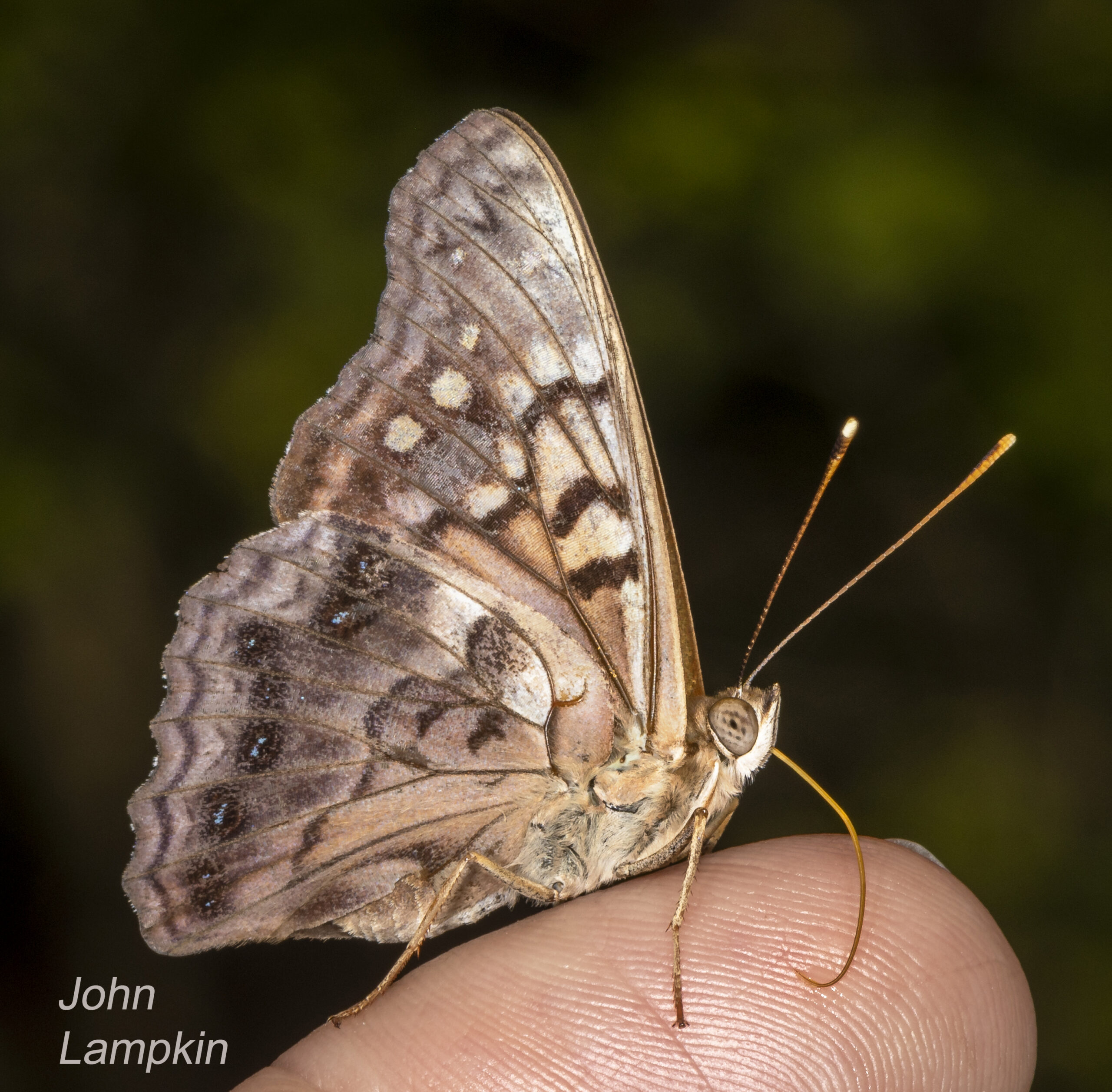 Hackberry Emperor by J. Lampkin