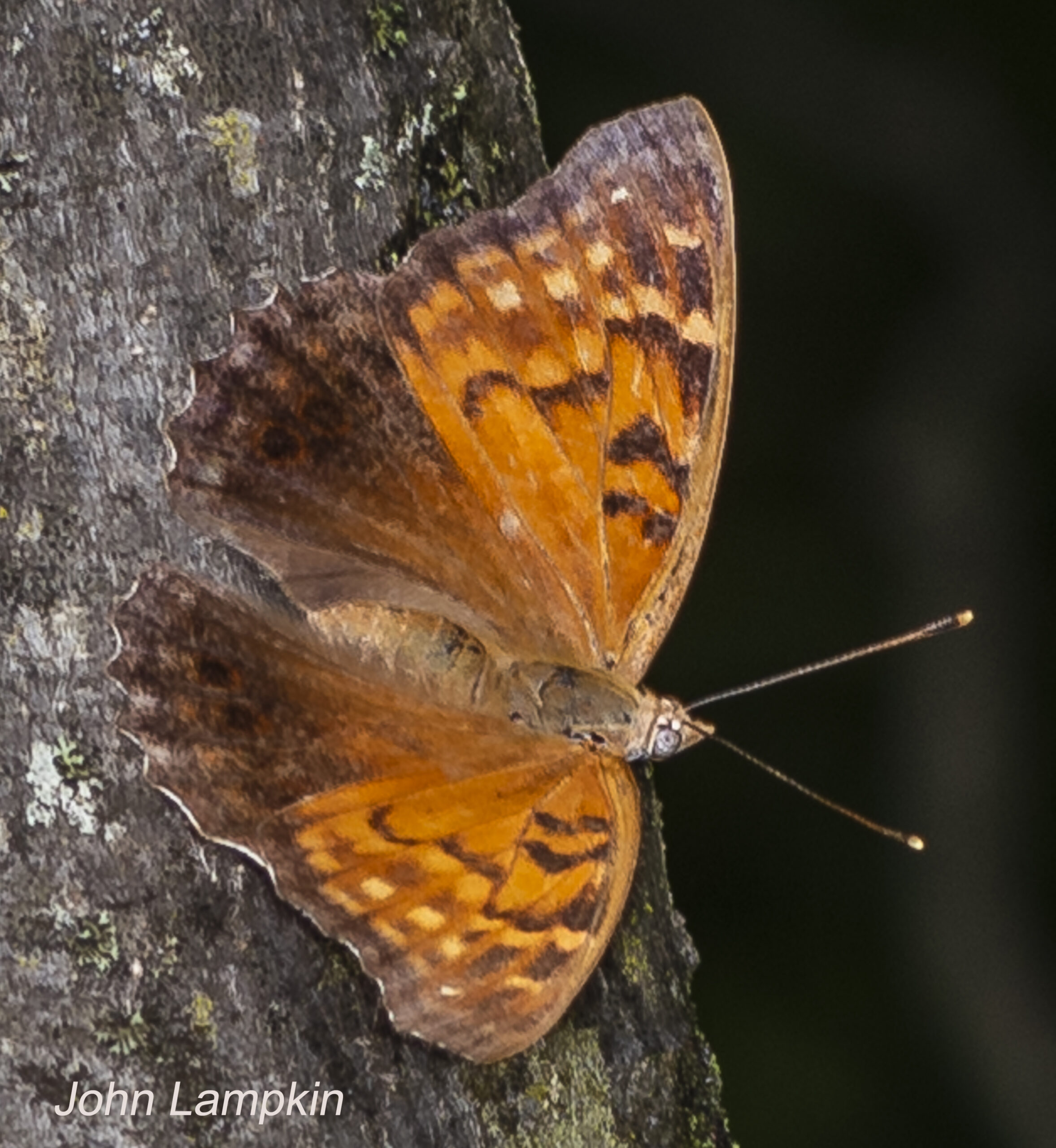 Tawny Emperor by J. Lampkin