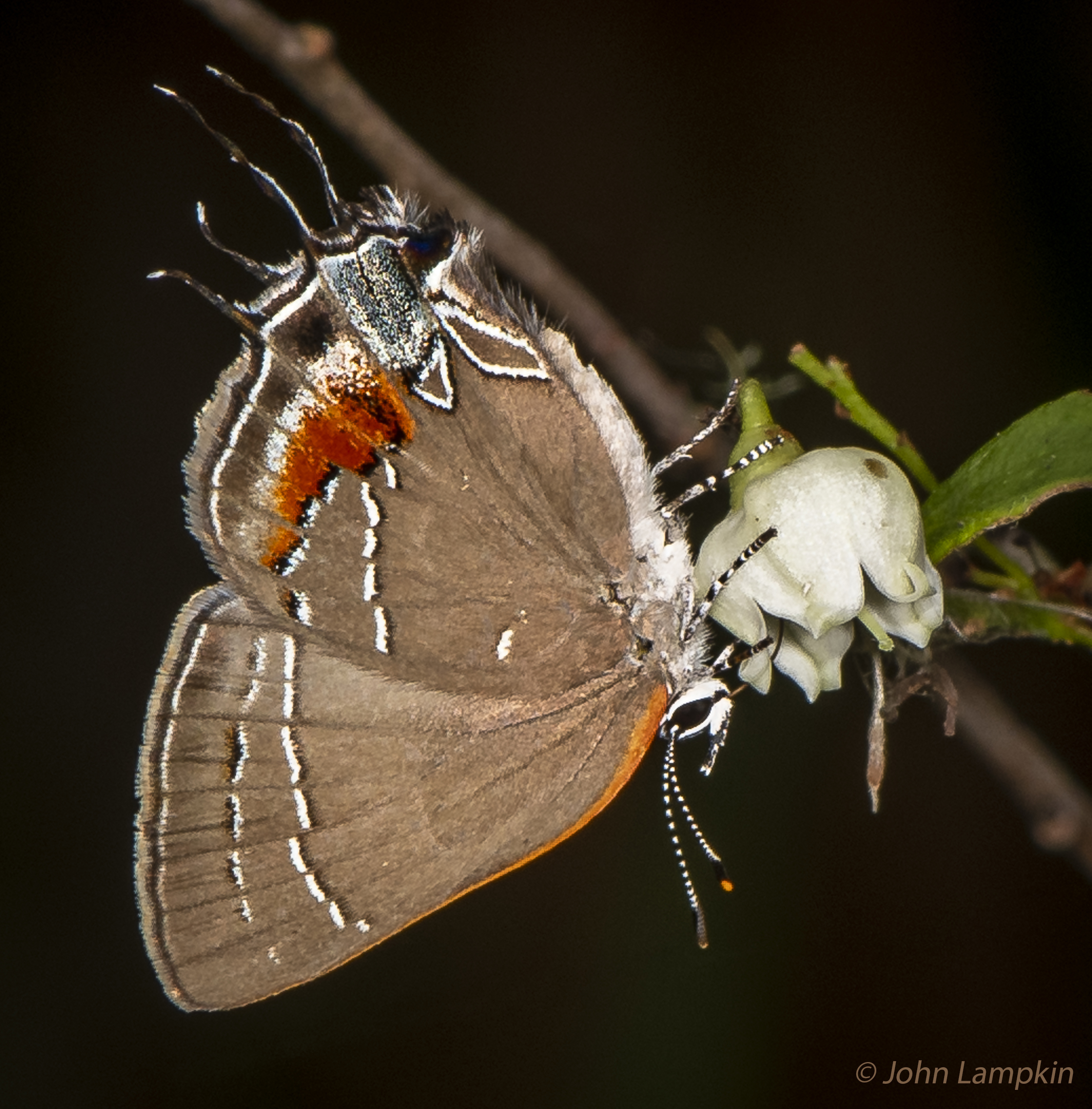 Oak Hairstreak by J. Lampkin