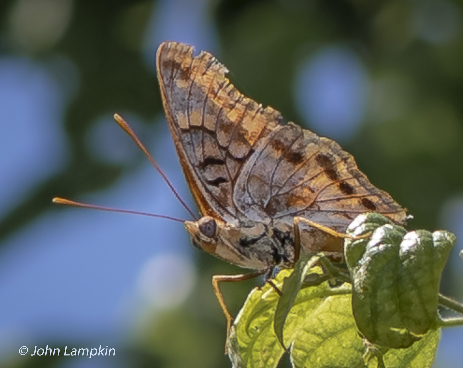 Tawny Emperor by J. Lampkin