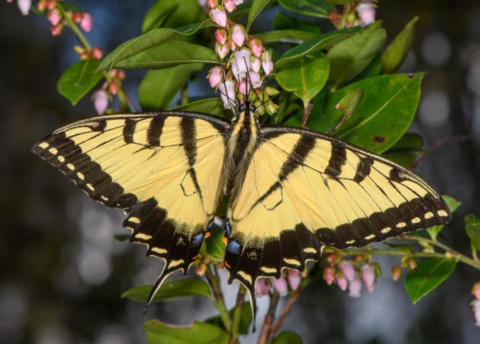 Easter Tiger Swallowtail (Male)