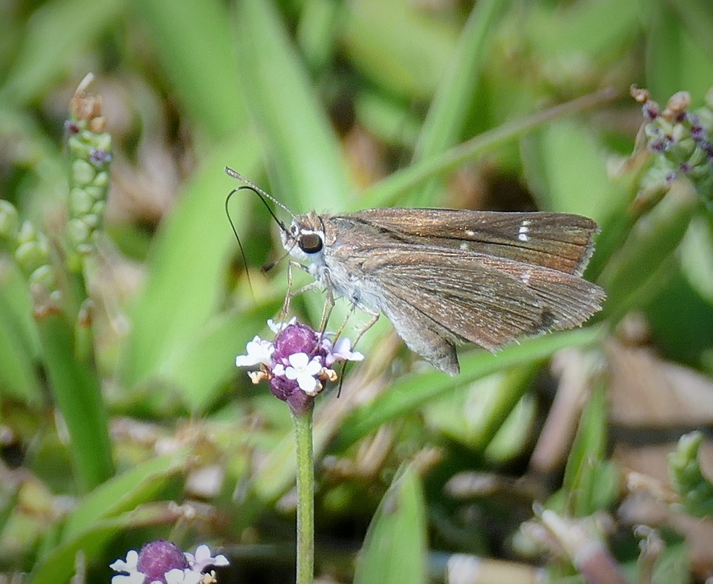 Eufala by R Smith