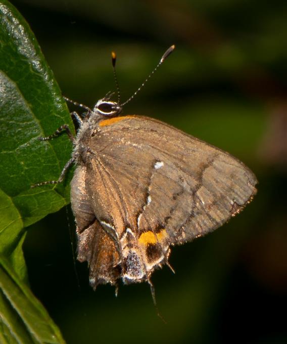 Fulvous Hairstreak by J Lampkin
