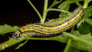 Great Southern White Caterpillar