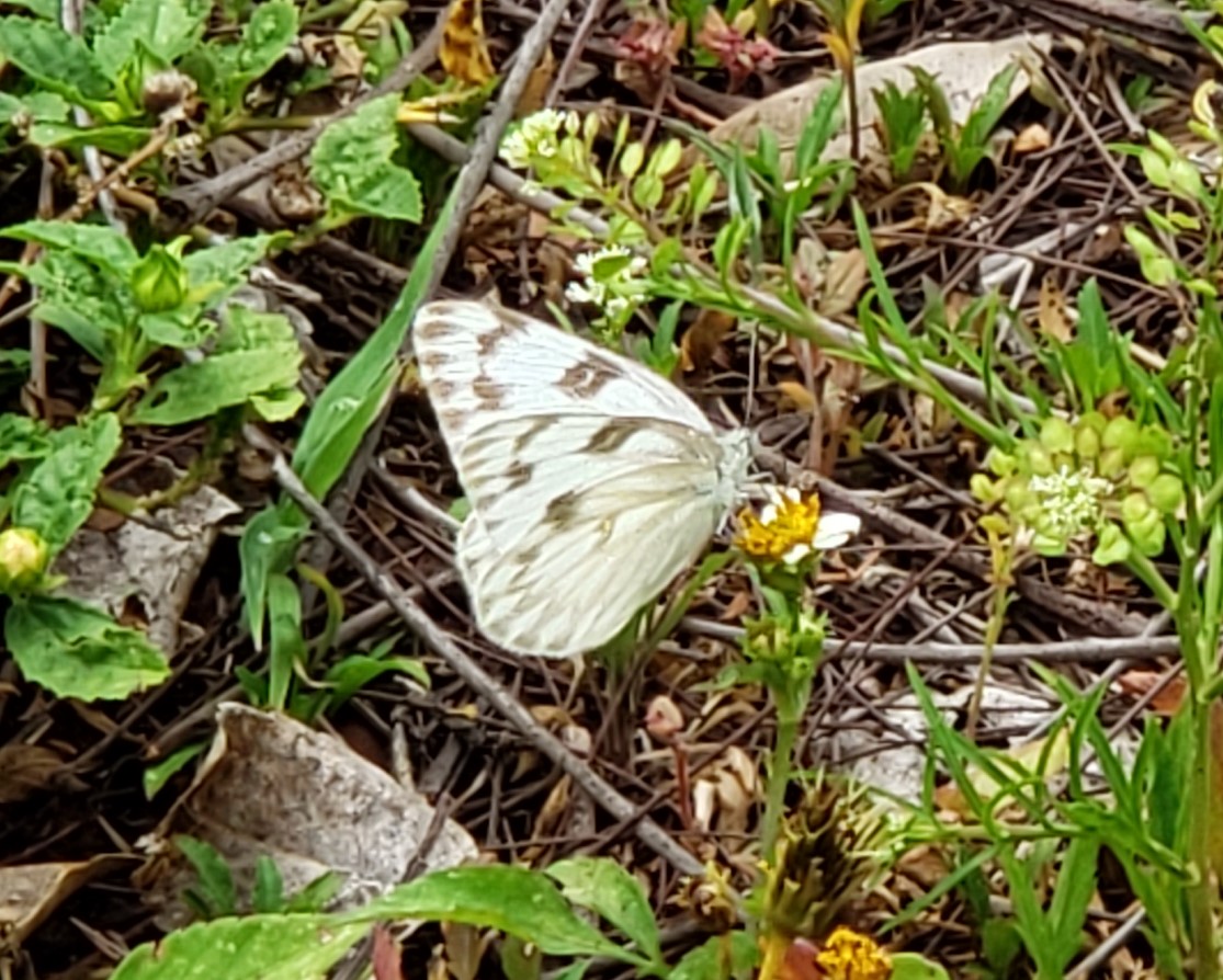 Great Southern White