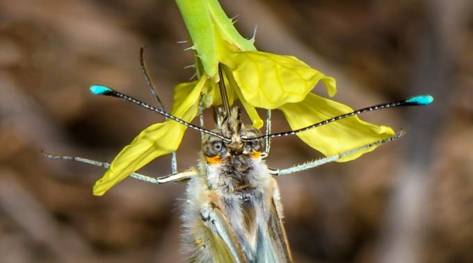 Great Southern White by J. Lampkin