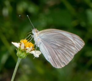 Great Southern White (Female) by J. Lampkin