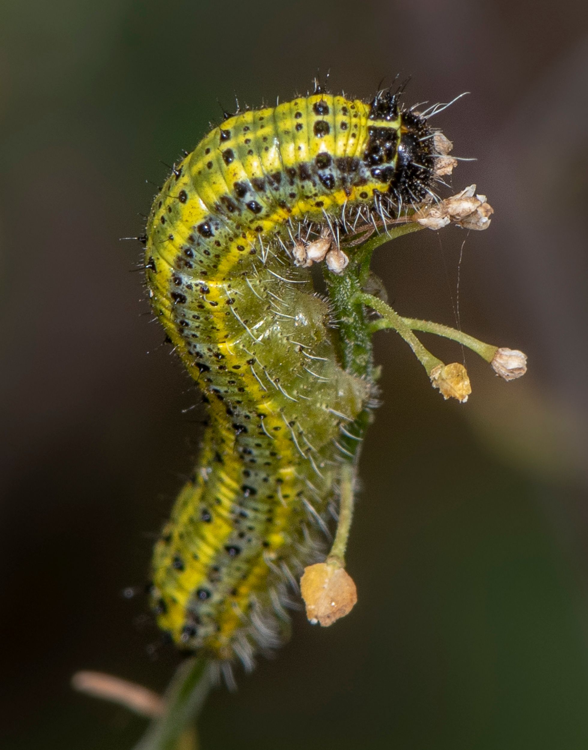 Great South White Caterpillar by J Lampkin