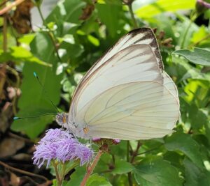 Great South White by Anita Camacho